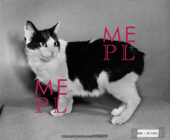  : Manx cat (no tail)