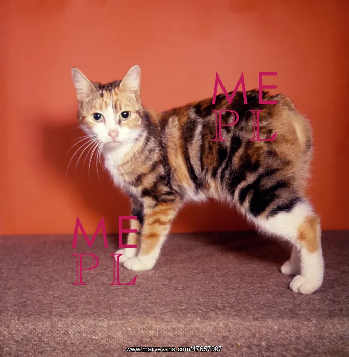  : Manx kitten