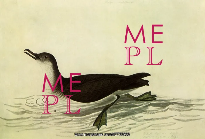  : Manx Shearwater