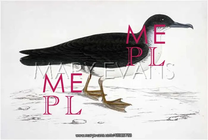  : MANX SHEARWATER (MORRIS)