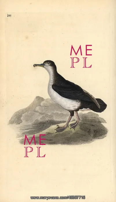  : Manx shearwater, Puffinus puffinus