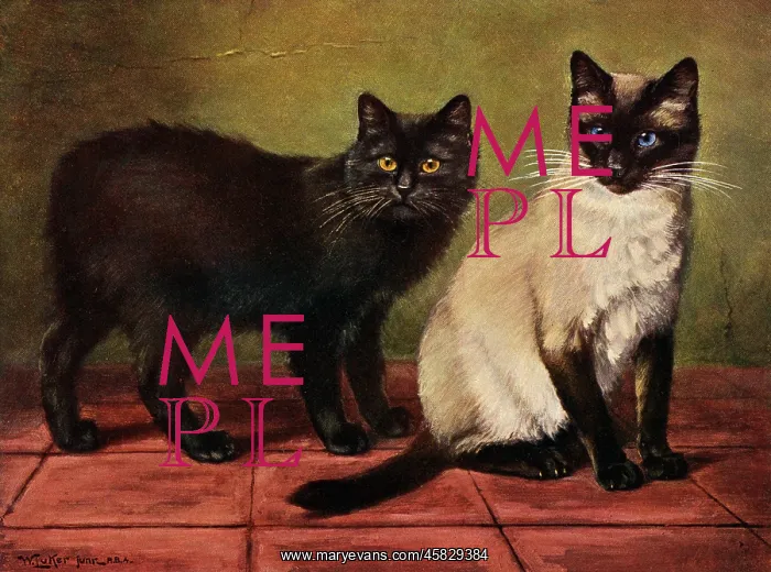  : MANX AND SIAMESE CATS