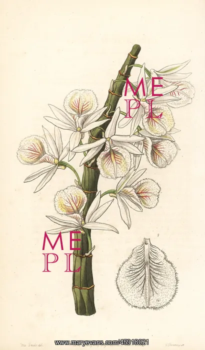 : Many-flowered dendrobium orchid, Dendrobium polyanthum : Many-flowered dendrobium orchid, Dendrobium polyanthum