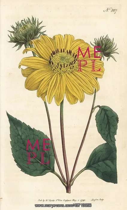 : Many-flowered or perennial sunflower, Helianthus multiflorus : Many-flowered or perennial sunflower, Helianthus multiflorus