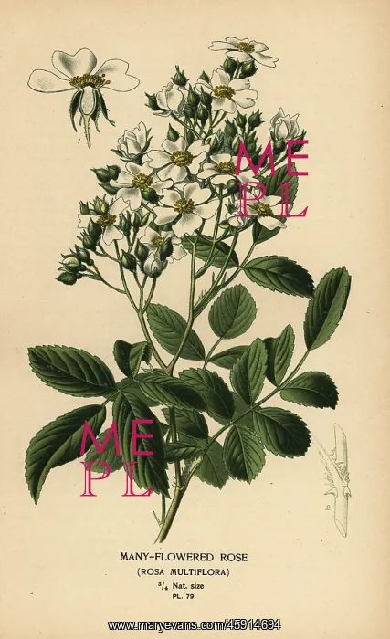 : Many-flowered rose, Rosa multiflora : Many-flowered rose, Rosa multiflora
