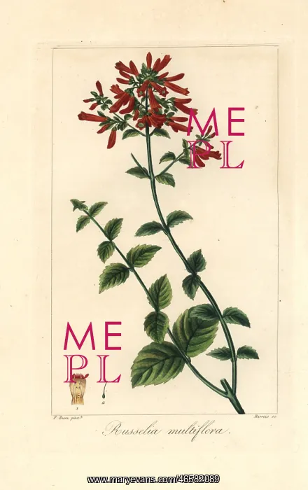 : Many-flowered russelia, Russelia multiflora : Many-flowered russelia, Russelia multiflora