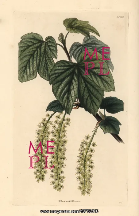 : Manyflower currant, Ribes multiflorum : Manyflower currant, Ribes multiflorum