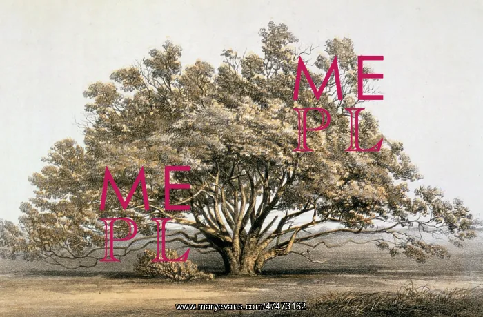 : Manzanita. Print shows a large, spreading manzanita tree. Date ca. 1855 : Manzanita. Print shows a large, spreading manzanita tree. Date ca. 1855