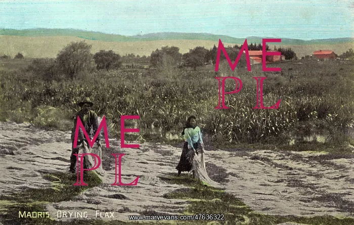 : Maoris drying flax, New Zealand : Maoris drying flax, New Zealand