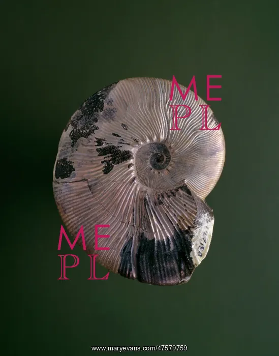 : Maorites densicostatus, ammonite : Maorites densicostatus, ammonite