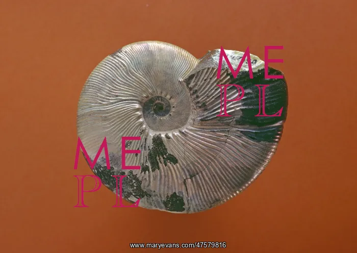 : Maorites densicostatus, ammonite : Maorites densicostatus, ammonite