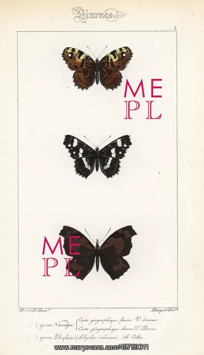 : Map and European beak butterflies : Map and European beak butterflies