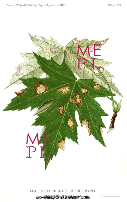 : Maple - Leaf - Disease - Agriculture : Maple - Leaf - Disease - Agriculture