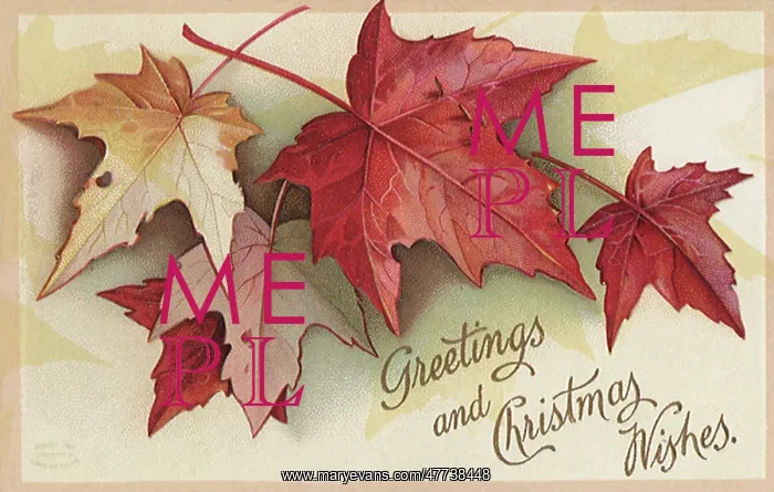 : Maple Leaves : Maple Leaves