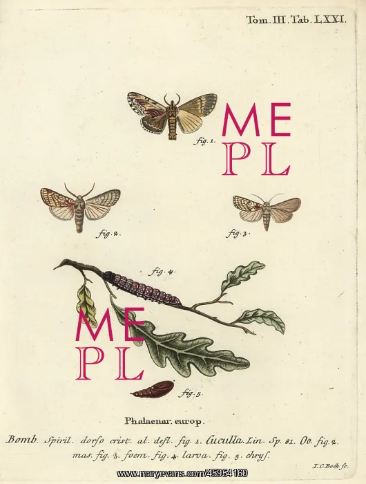 : Maple prominent and heart moth : Maple prominent and heart moth