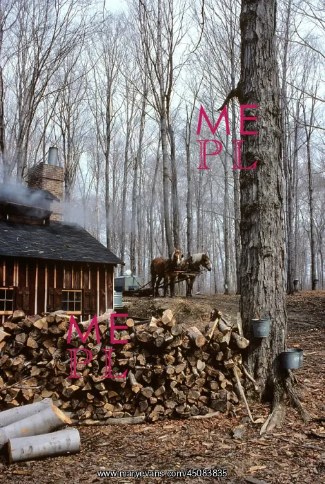 : Maple Syrup Farm Building Sugar Shack : Maple Syrup Farm Building Sugar Shack