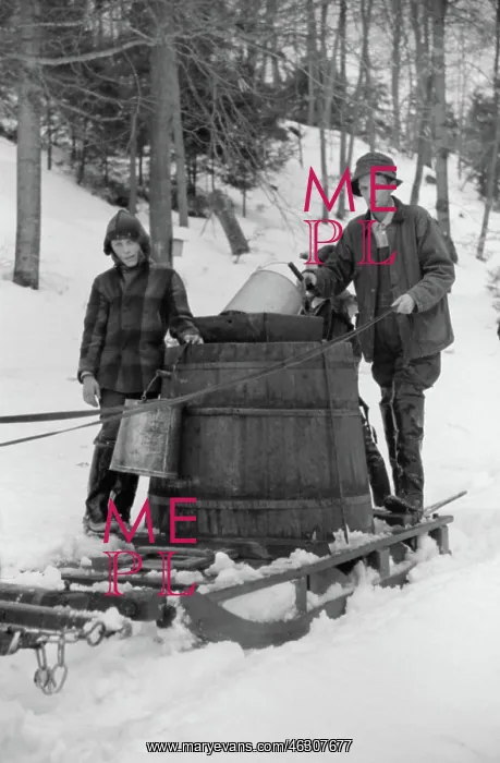  : Maple Syrup - Occupations - Man - Boy