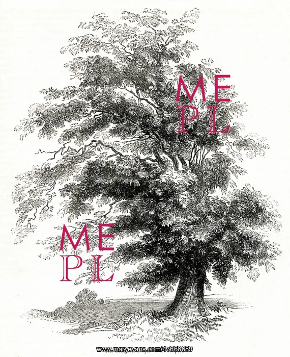  : Maple tree (Acer)