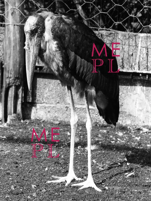  : MARABOU STORK