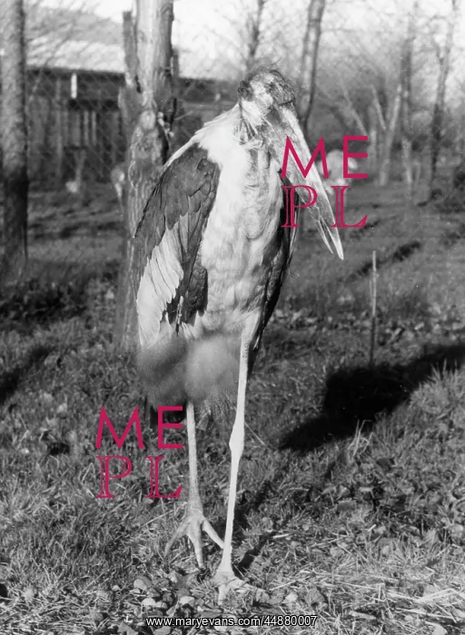  : MARABOU STORK
