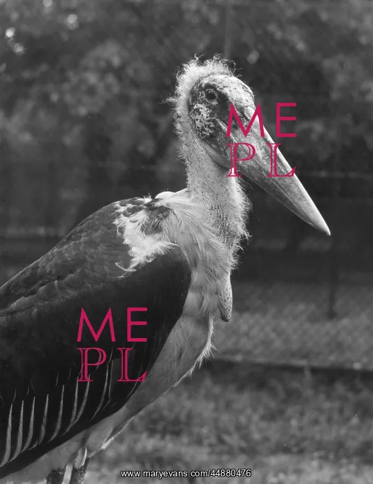 : MARABOU STORK