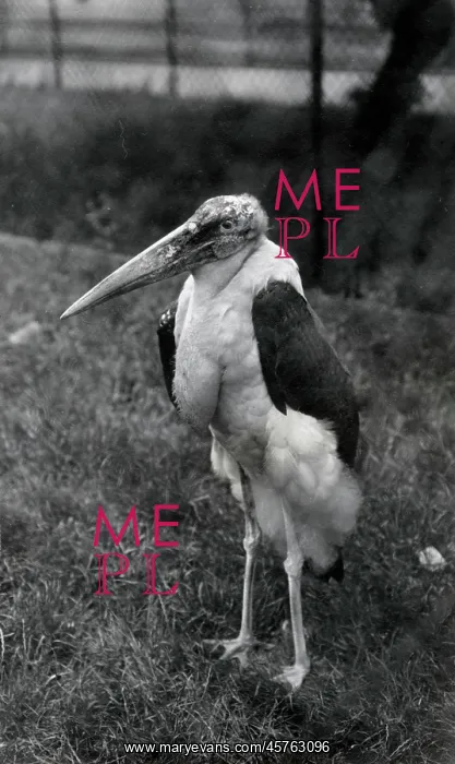 : Marabou stork, Zoological Gardens, Regents Park, London : Marabou stork, Zoological Gardens, Regents Park, London