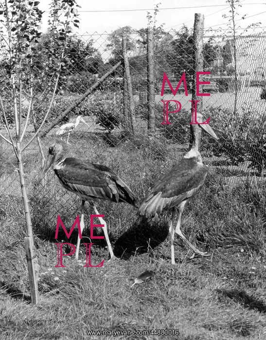 : MARABOU STORKS : MARABOU STORKS