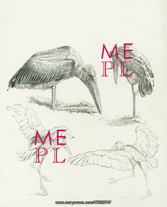 : Marabou Storks : Marabou Storks