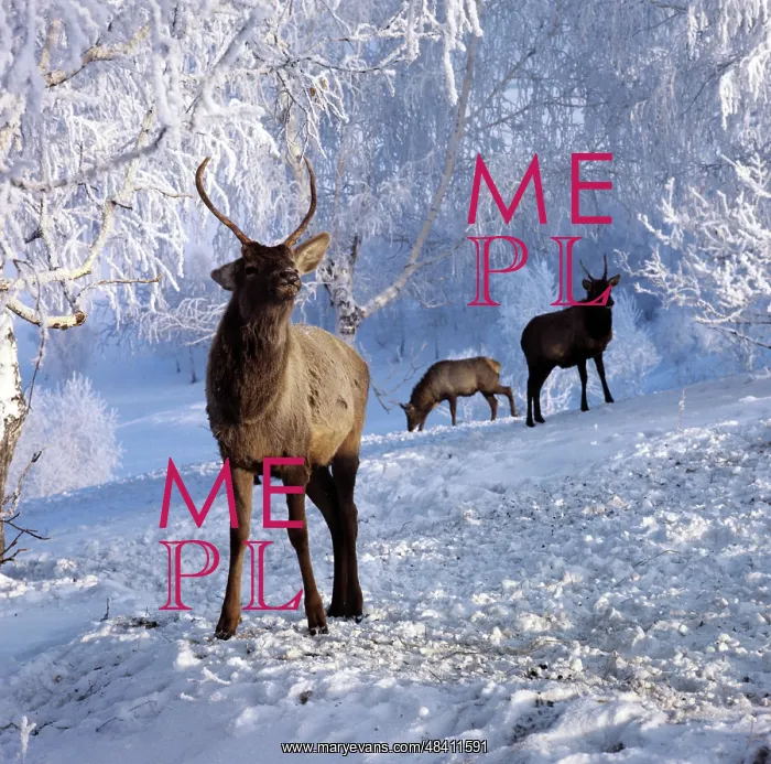 : Marals in Altai Territory, 1983 : Marals in Altai Territory, 1983