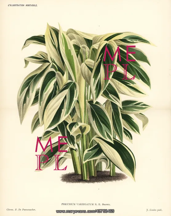 : Maranta or arrowroot, Maranta arundinacea : Maranta or arrowroot, Maranta arundinacea