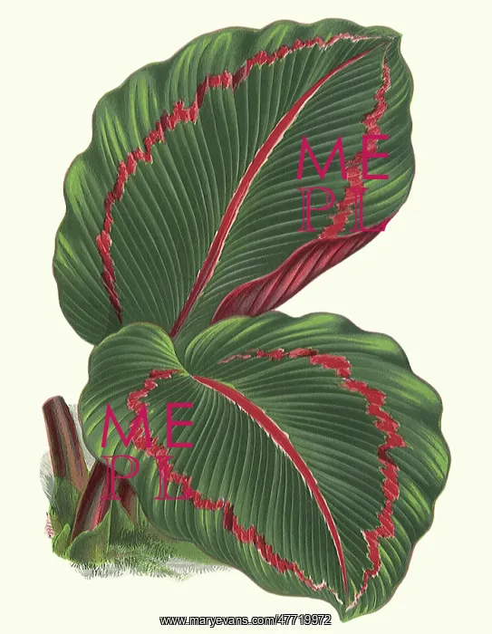 : Maranta Rosea-Picta : Maranta Rosea-Picta