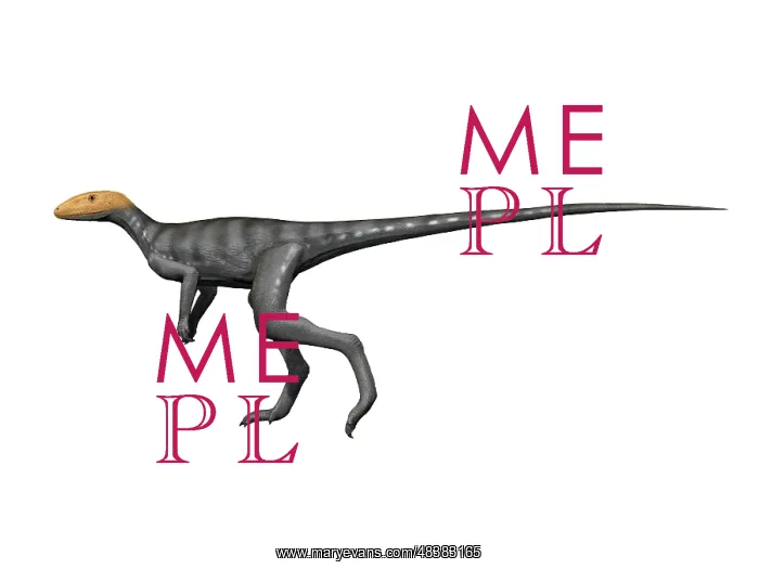 : Marasuchus is an extinct dinosaur from the Middle Triassic ? : Marasuchus is an extinct dinosaur from the Middle Triassic ?