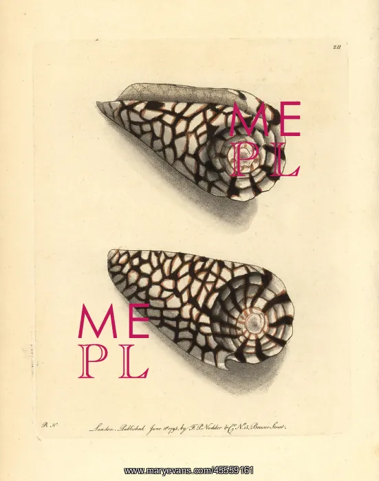 : Marble cone, Conus marmoreus : Marble cone, Conus marmoreus
