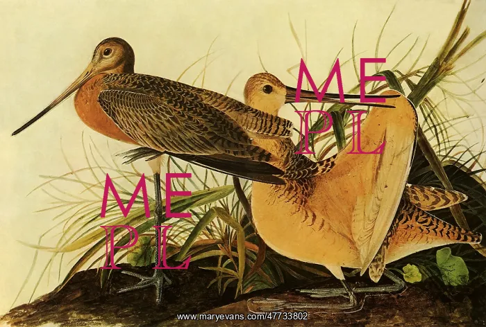  : Marbled Godwits