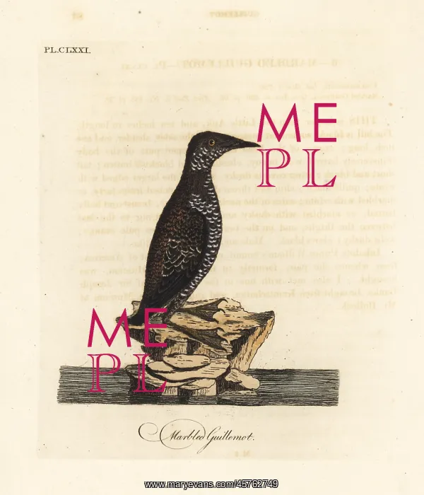 : Marbled murrelet, Brachyramphus marmoratus. Endangered : Marbled murrelet, Brachyramphus marmoratus. Endangered
