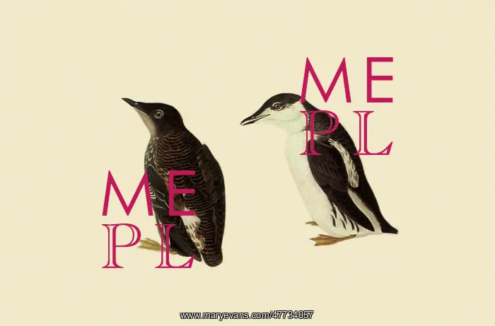  : Marbled Murrelets