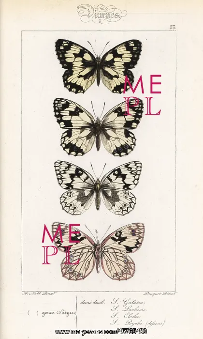 : Marbled white butterflies : Marbled white butterflies