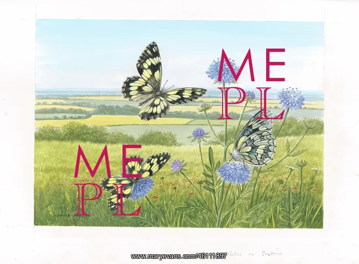 : Marbled White butterflies on Scabious : Marbled White butterflies on Scabious