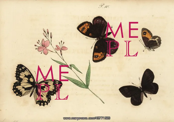 : Marbled white, Spanish gatekeeper, almond : Marbled white, Spanish gatekeeper, almond