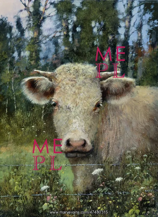 : Marcel the Charolais Bullock : Marcel the Charolais Bullock