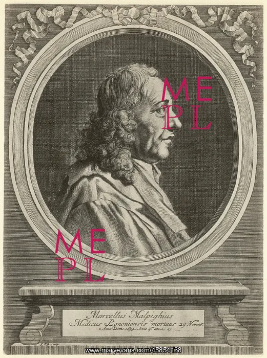 : MARCELLO MALPIGHI : MARCELLO MALPIGHI