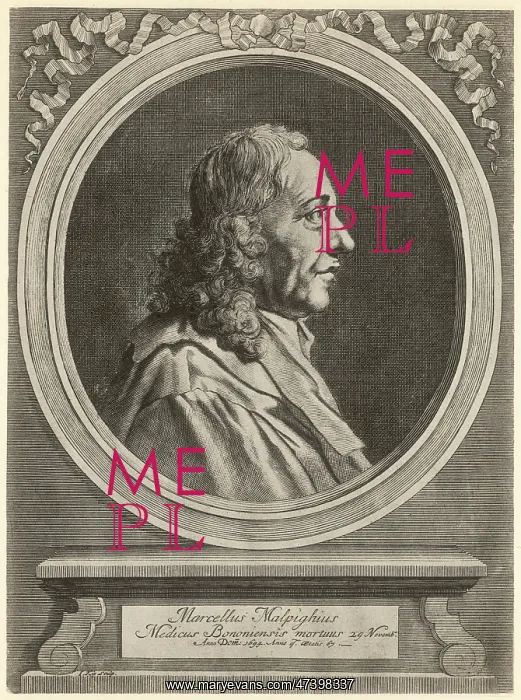 : MARCELLO MALPIGHI : MARCELLO MALPIGHI