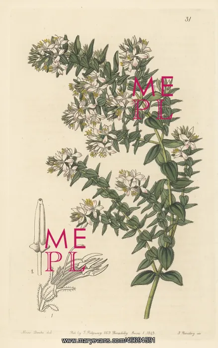 : Marcetia taxifolia : Marcetia taxifolia