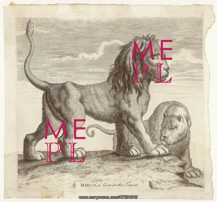 : MARCO, LION OF TOWER : MARCO, LION OF TOWER