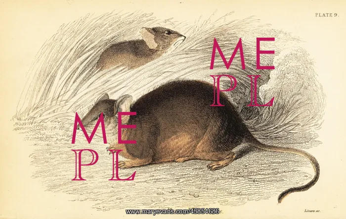 : Mardo or yellow-footed antechinus, Antechinus flavipes : Mardo or yellow-footed antechinus, Antechinus flavipes