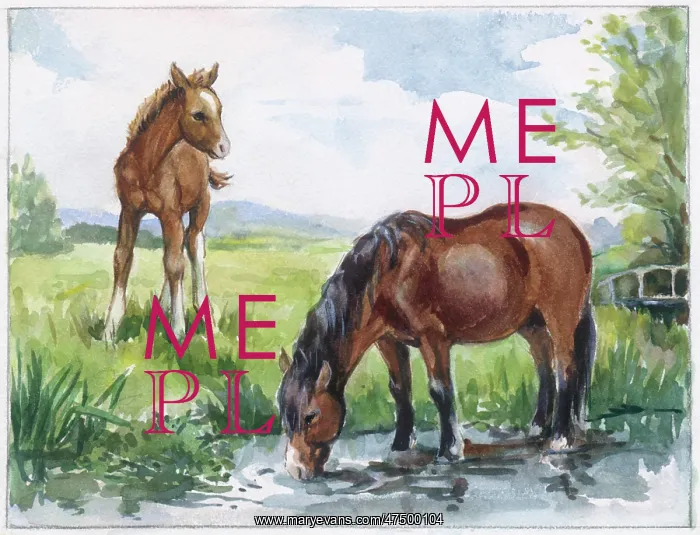 : Mare drinking at a stream : Mare drinking at a stream