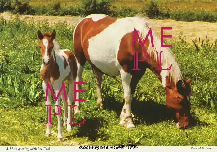 : Mare grazing with her foal, Republic of Ireland : Mare grazing with her foal, Republic of Ireland