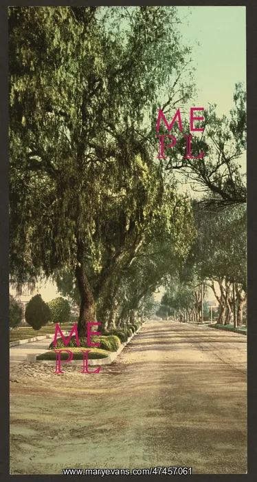 : Marengo Avenue, Pasadena : Marengo Avenue, Pasadena