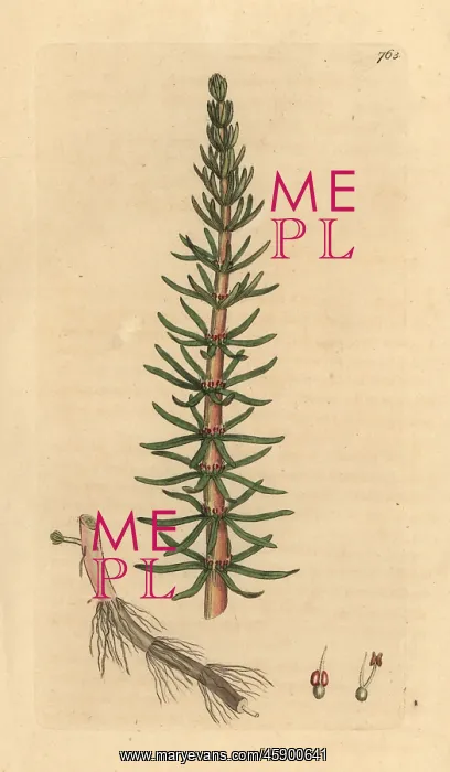 : Mare's tail, Hippuris vulgaris : Mare's tail, Hippuris vulgaris
