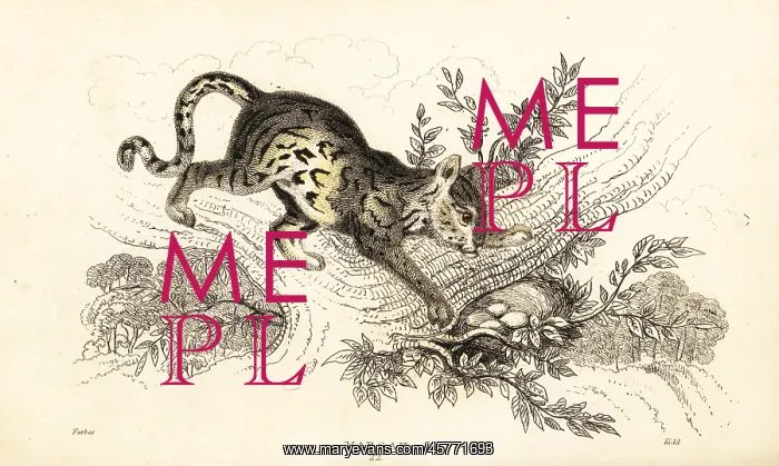 : Margay, Leopardus wiedii : Margay, Leopardus wiedii